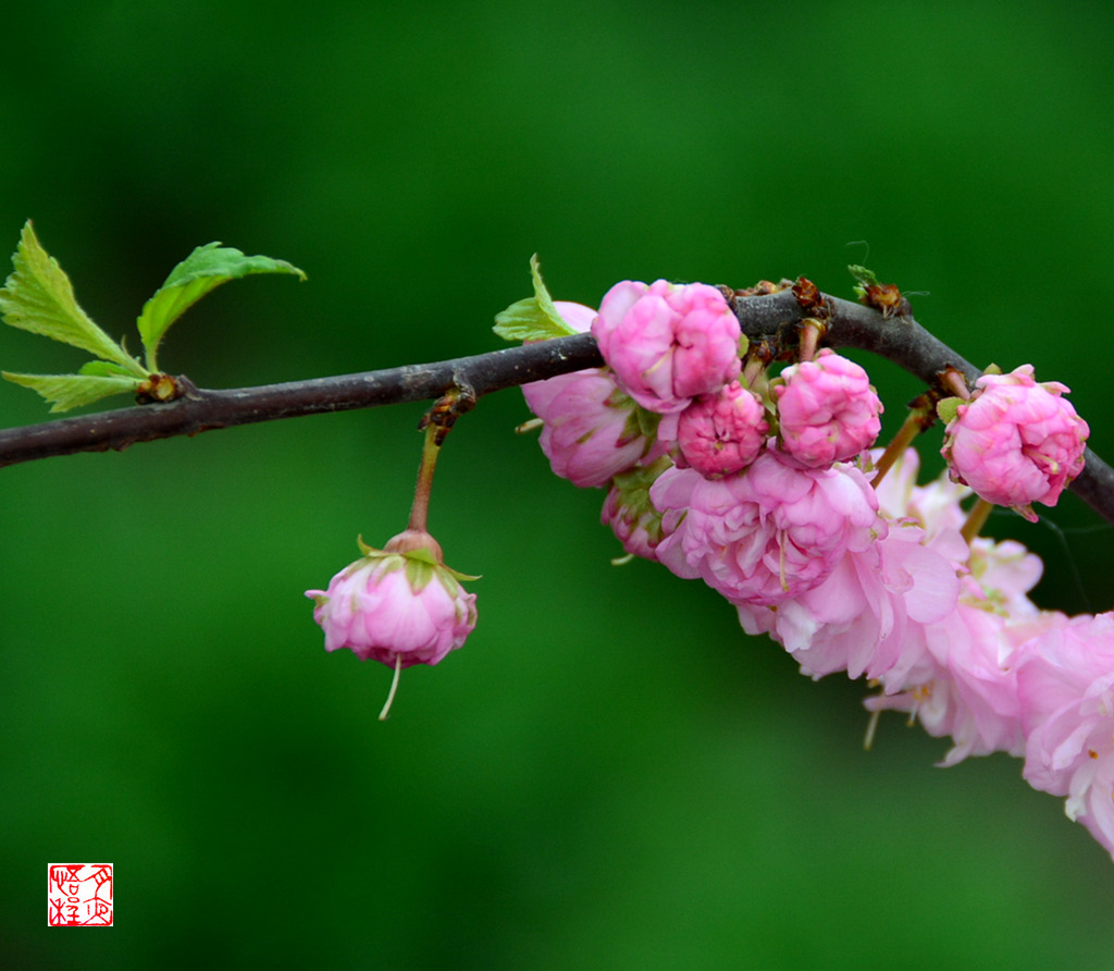 DSC_4724_副本F.jpg