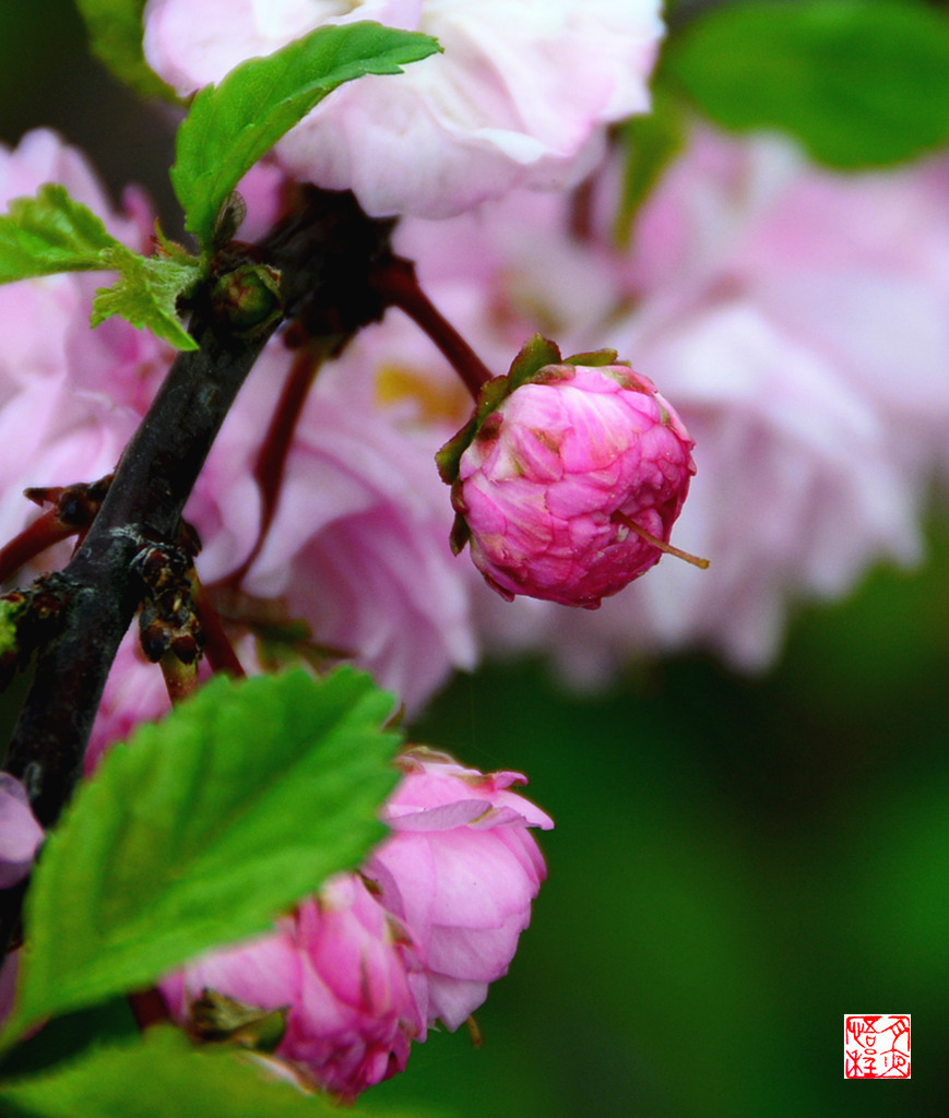 DSC_4726_副本F.jpg