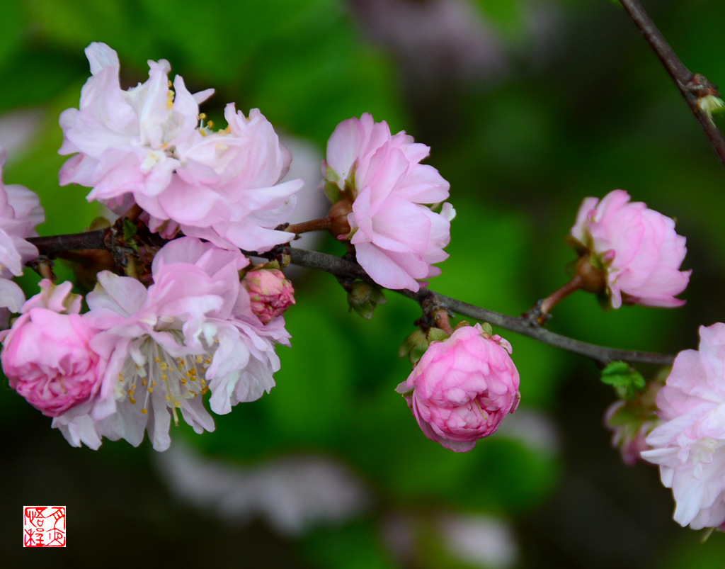 DSC_4734_副本F.jpg