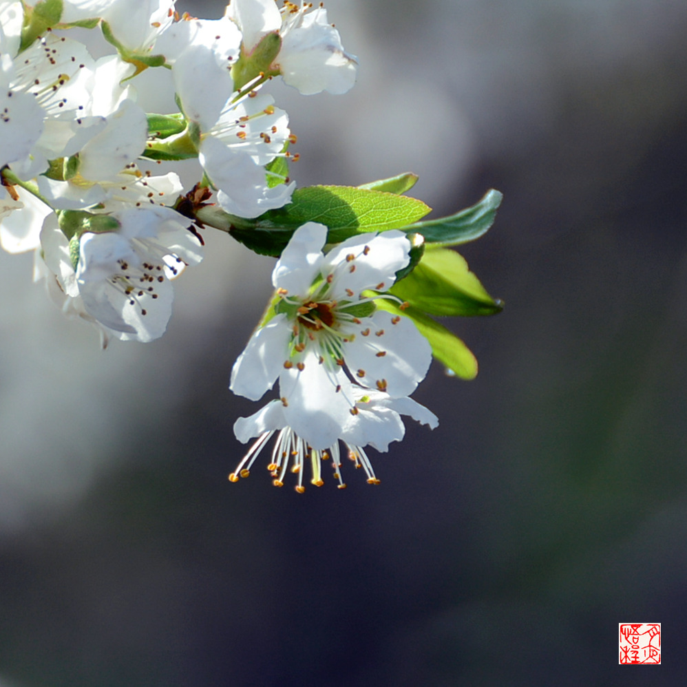 DSC_4989_副本F.jpg