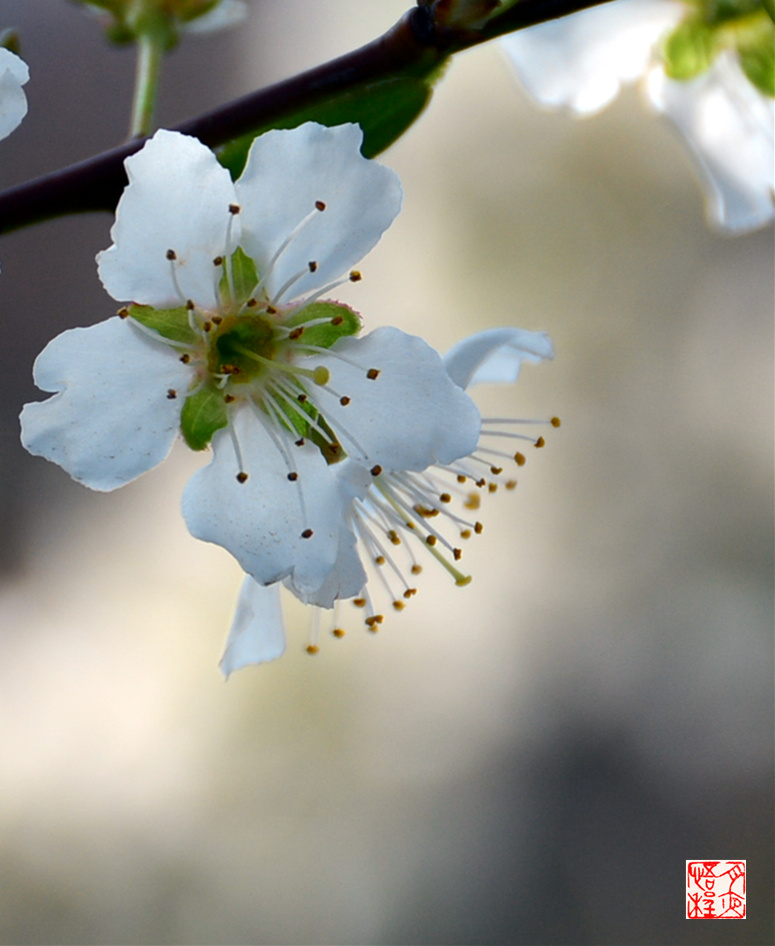 DSC_4991_副本F.jpg