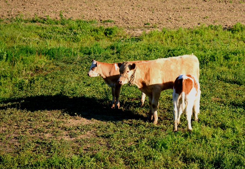 DSC_6797_副本_副本.jpg