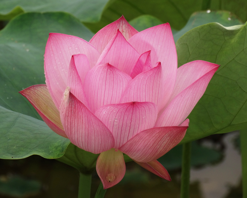 DSC07451_副本.jpg