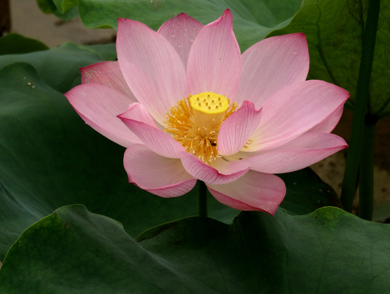 DSC07454_副本.jpg