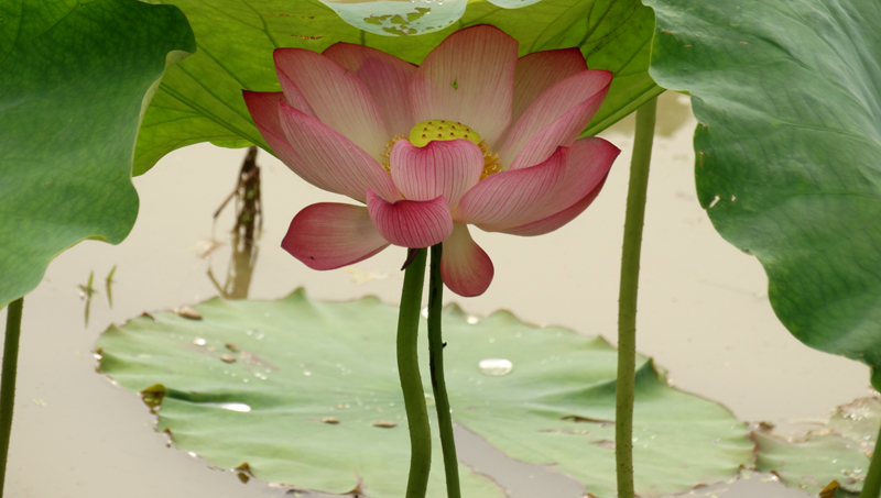 DSC07462_副本.jpg