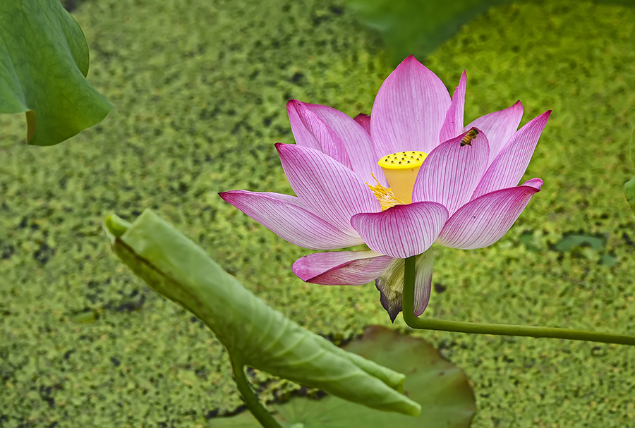 DSC_5974.jpg