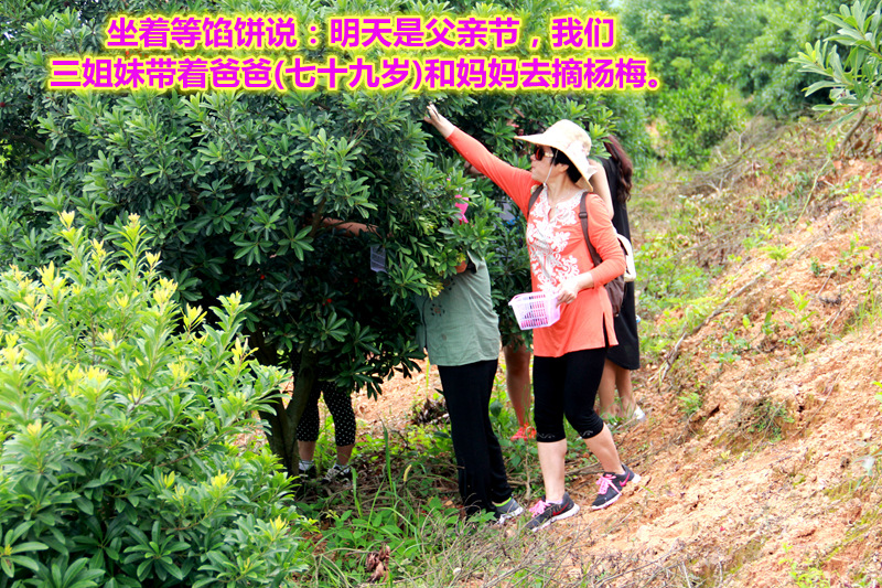 坐着等馅饼说：明天是父亲节，我们三姐妹带着爸爸(七十九岁)和妈妈去摘杨梅。.jpg