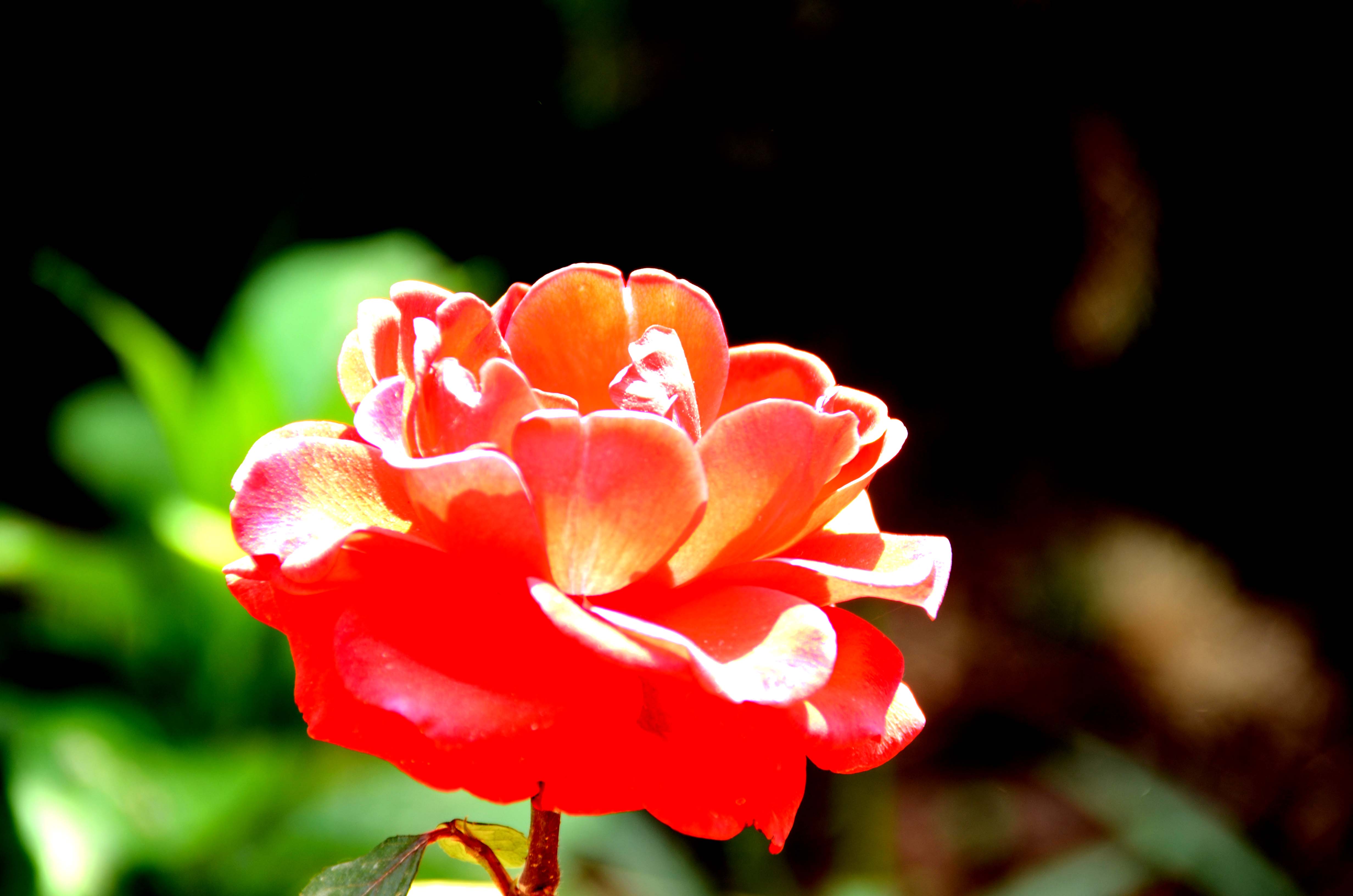 DSC_7867.jpg