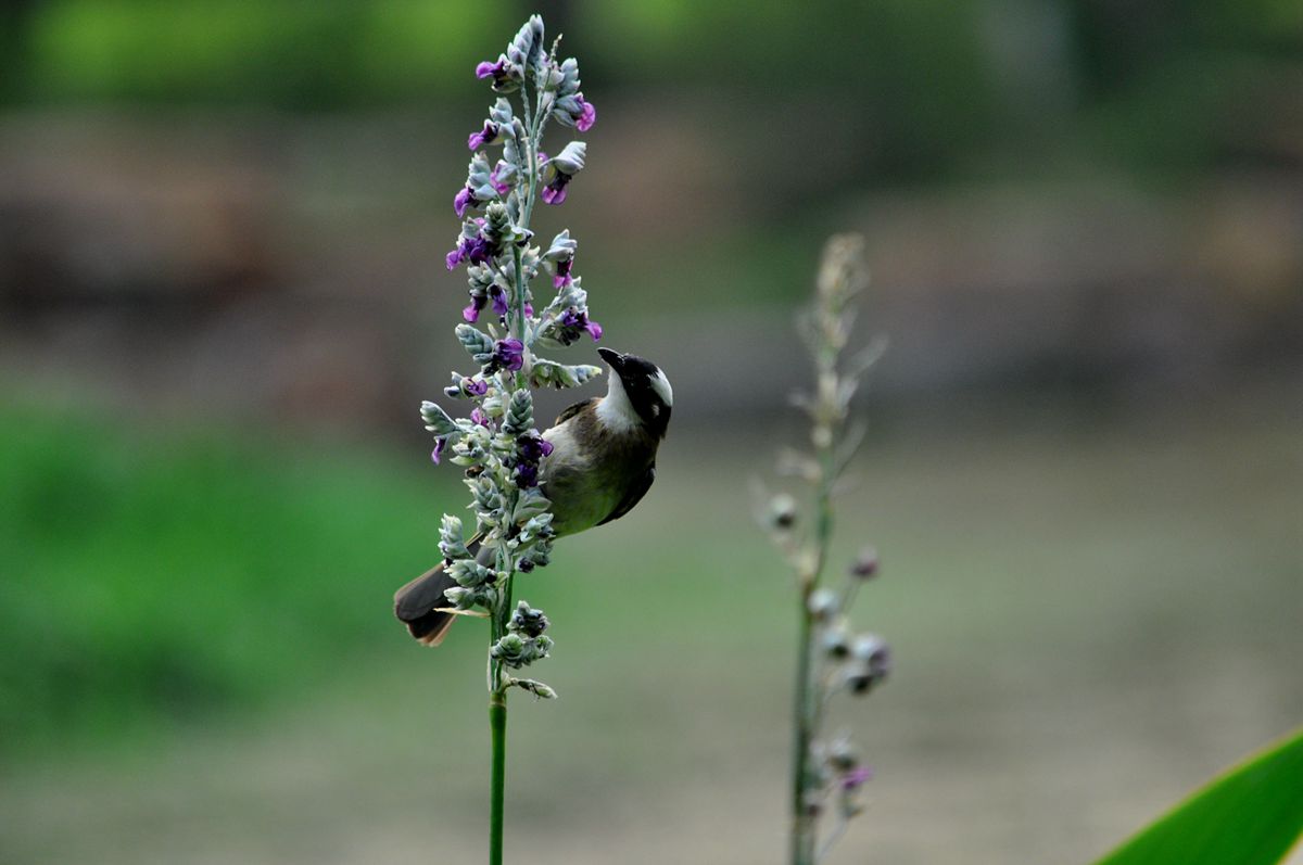 DSC_1783.JPG