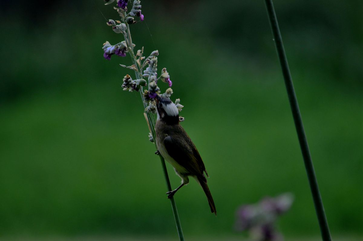 DSC_1803.JPG