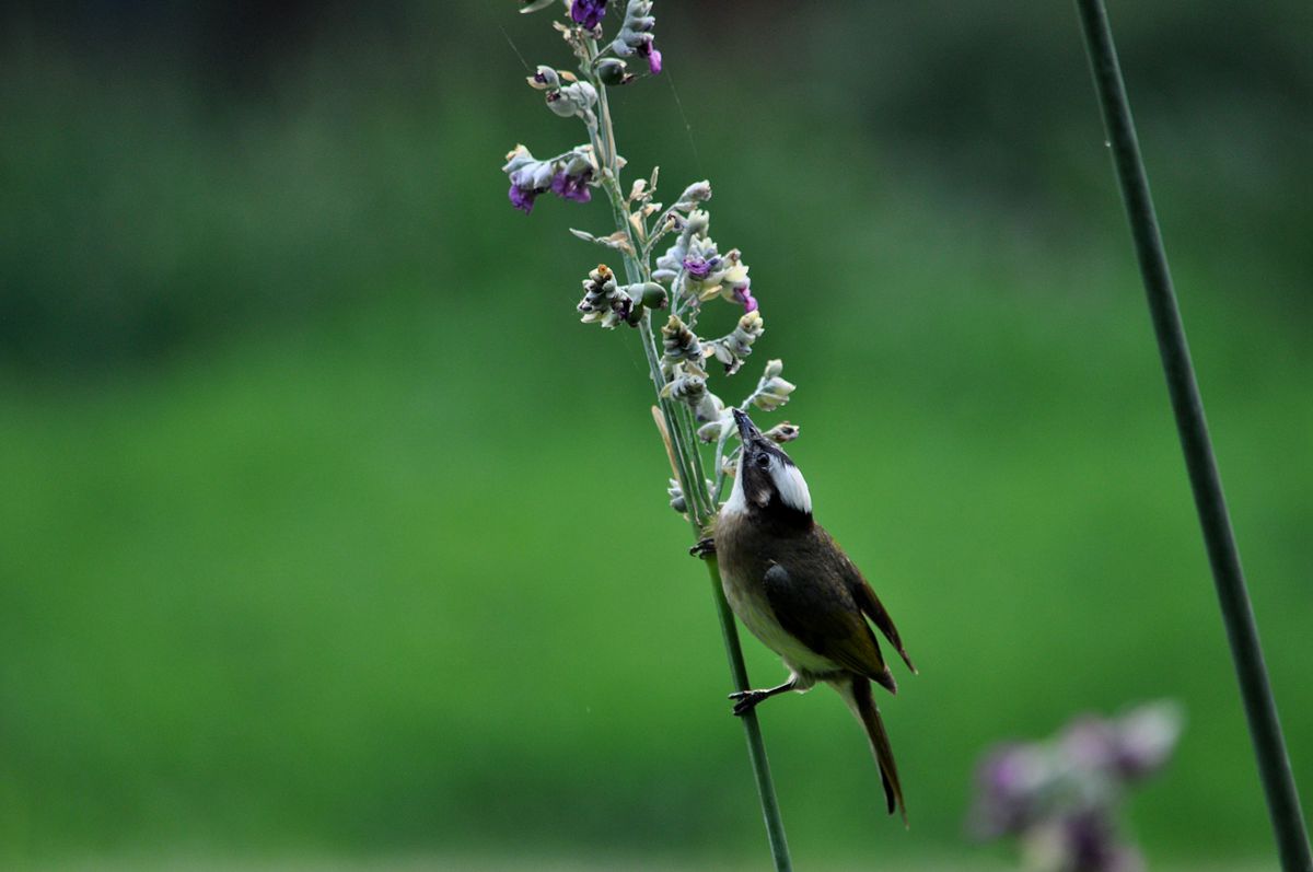 DSC_1804.JPG