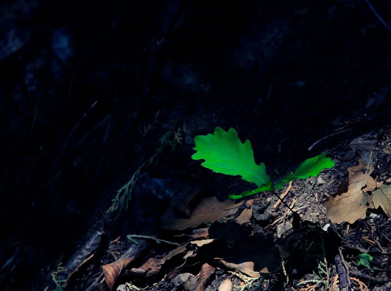 _MG_6214.jpg