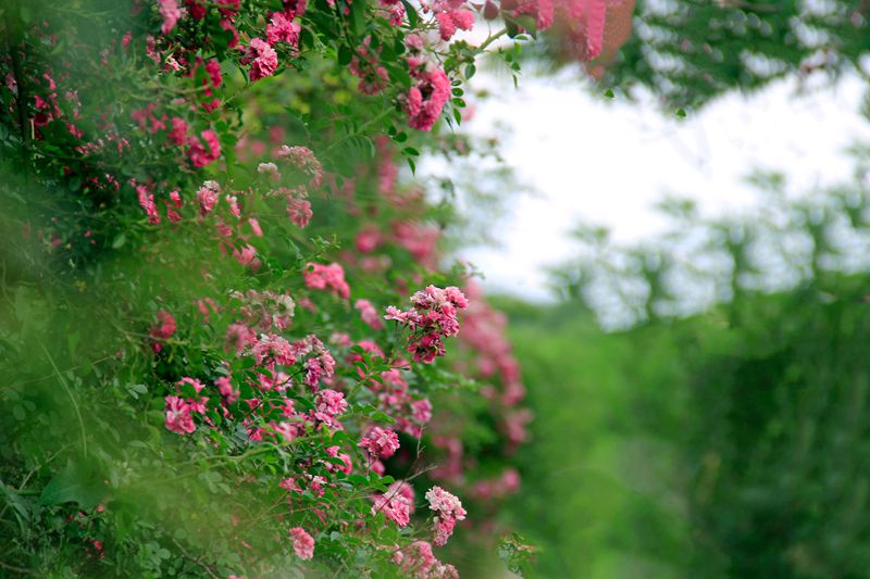 _MG_7714.jpg