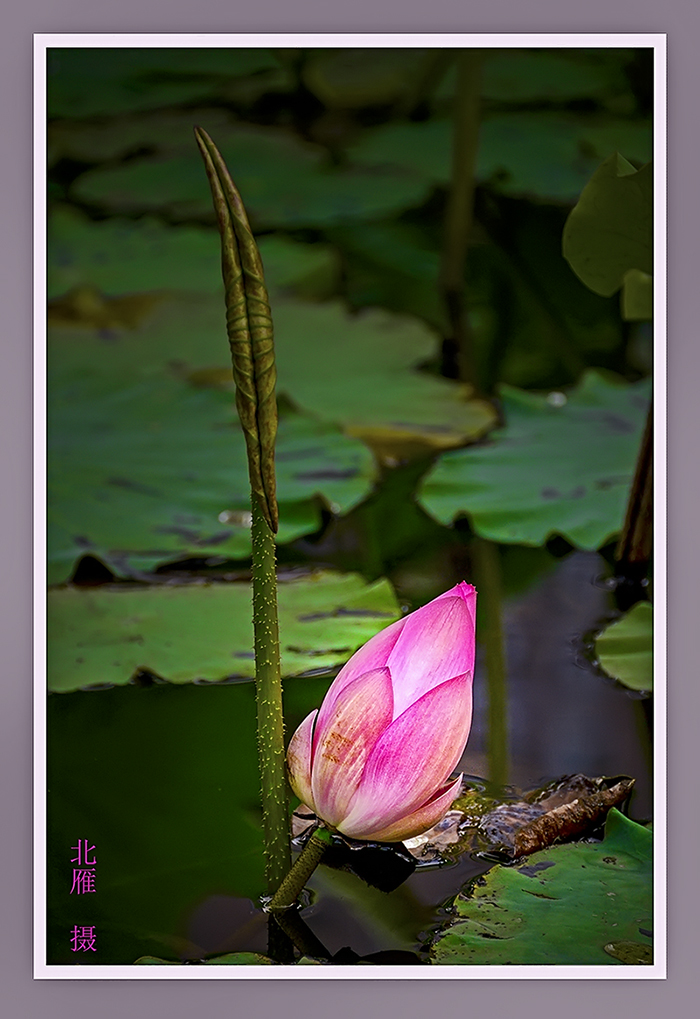 DSC_0580-1.jpg
