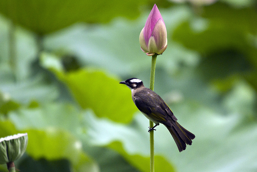 IMGP7725副本.jpg