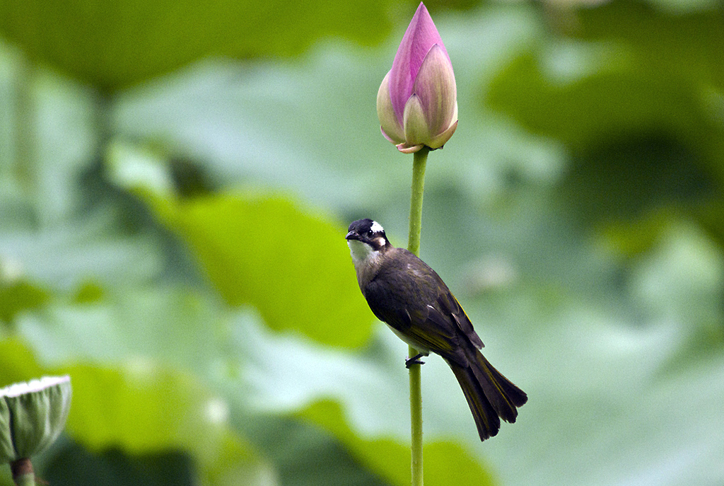 IMGP7729副本.jpg