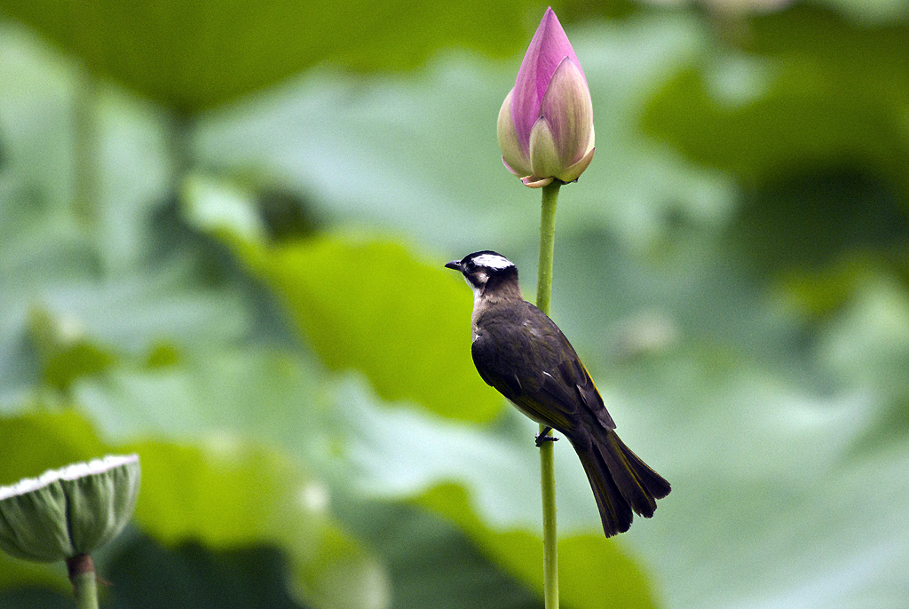 IMGP7731副本.jpg