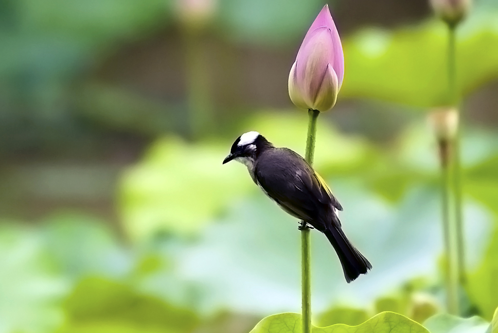 IMGP7742副本副本.jpg