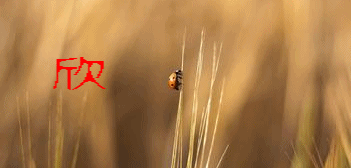 u=152974968,2392186076&fm=21&gp=0_conew1.gif
