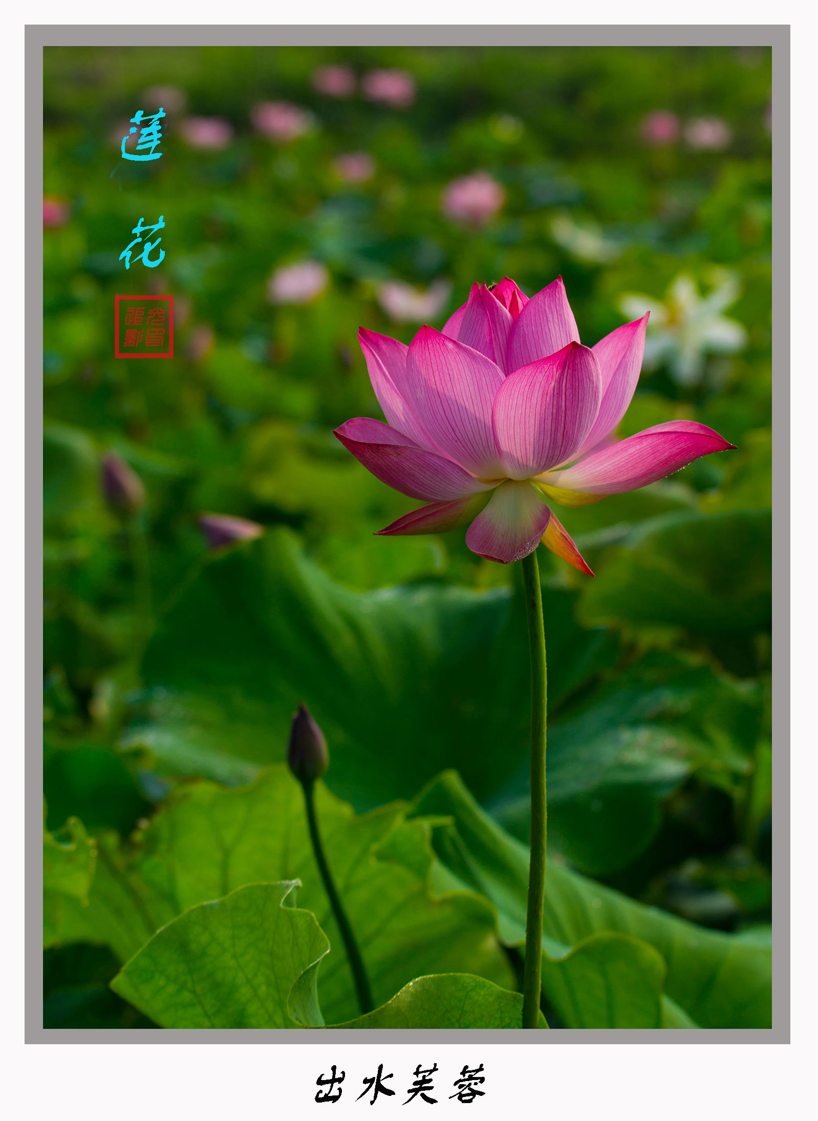 荷花-1.jpg