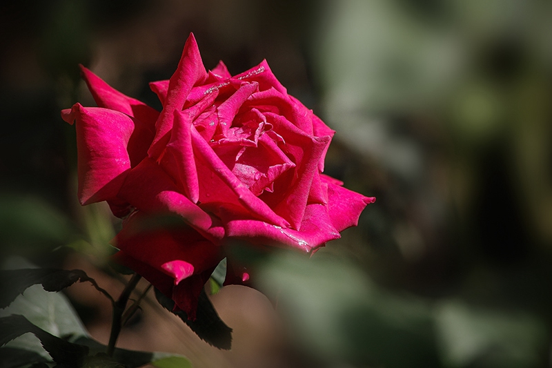 _MG_8634-0.jpg