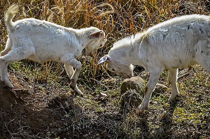 DSC_1051.jpg