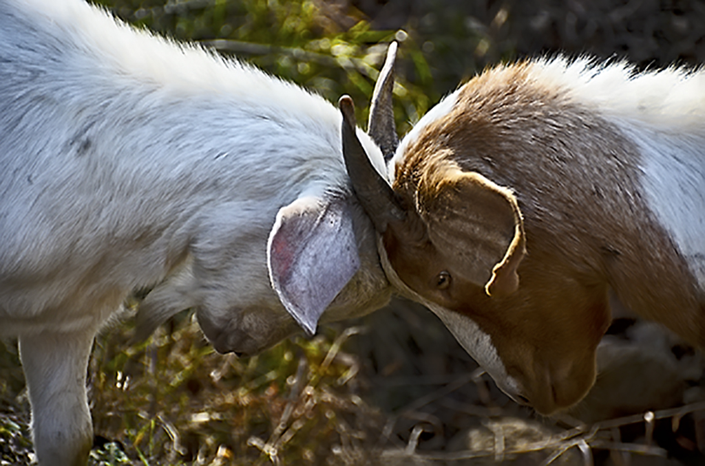 DSC_1065.jpg