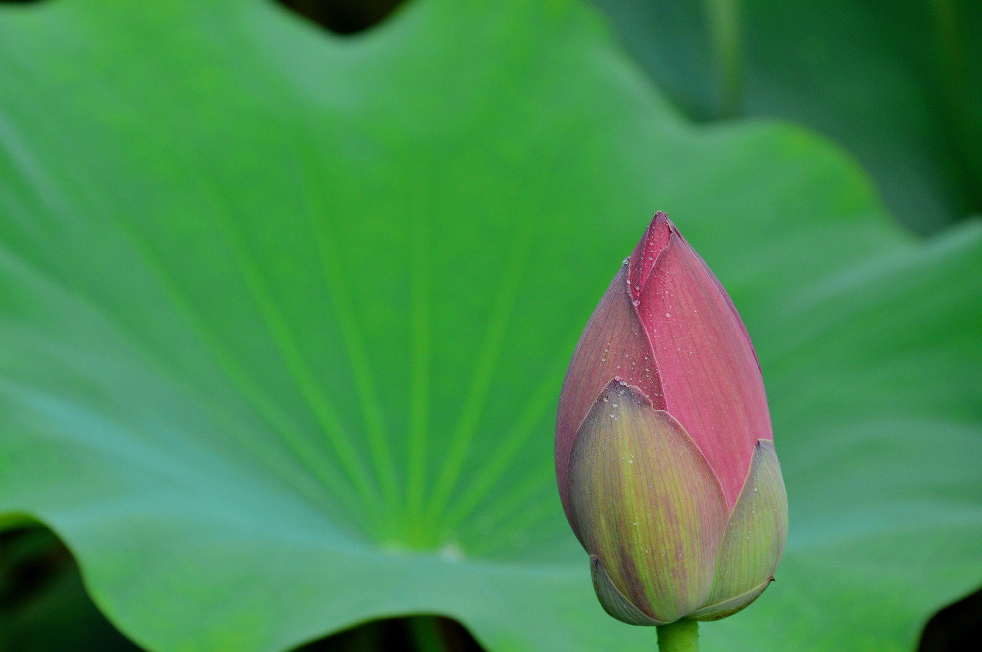 DSC_0048_.jpg