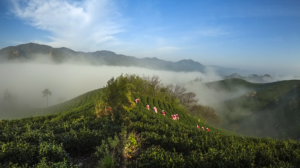 5《雨前采茶》蔺仲武 13782299788 图号DSC00921-0副本.jpg