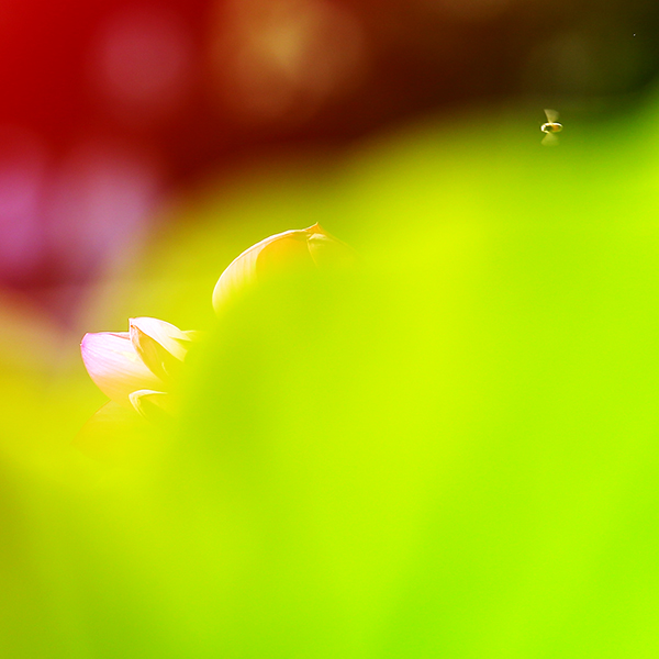 1DX_1178x.jpg