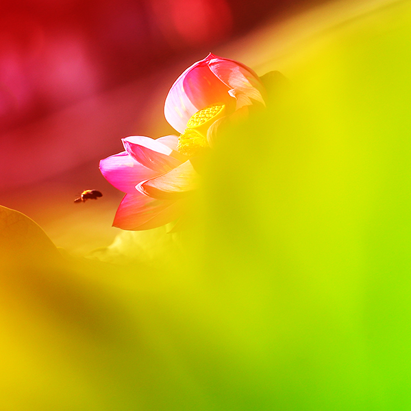 1DX_1183x.jpg