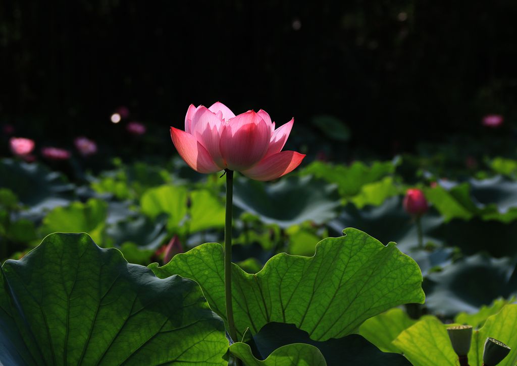 IMG_6198_副本.jpg