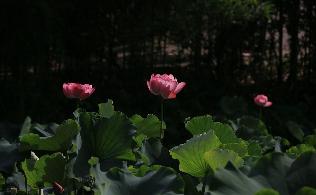 IMG_6237_副本.jpg