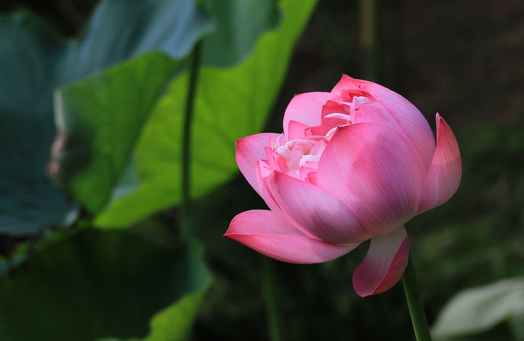 IMG_6250_副本.jpg