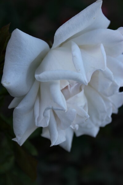 IMG_1651_dh.jpg