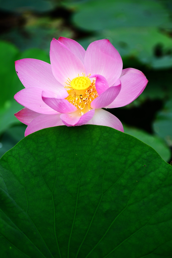 DSC_7521.jpg