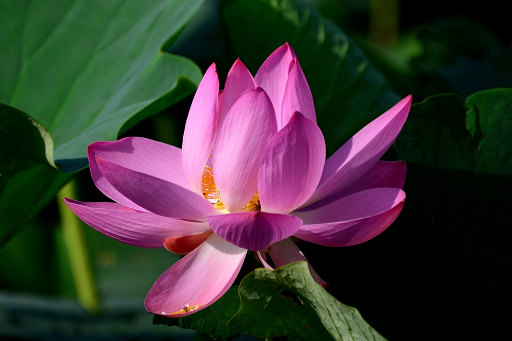 DSC_7535_副本.jpg