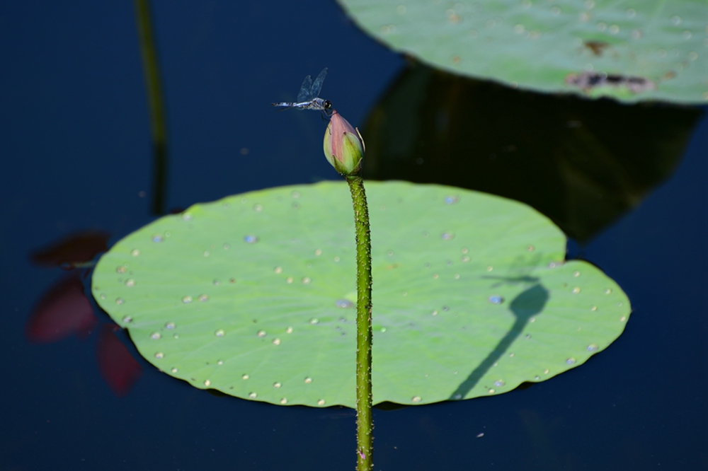 DSC_7539_副本.jpg