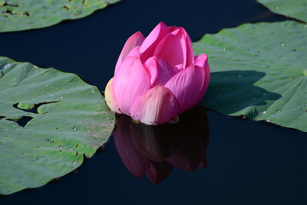DSC_7542.jpg