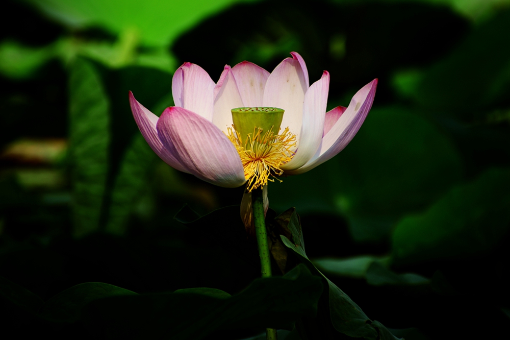 DSC_7545_副本.jpg