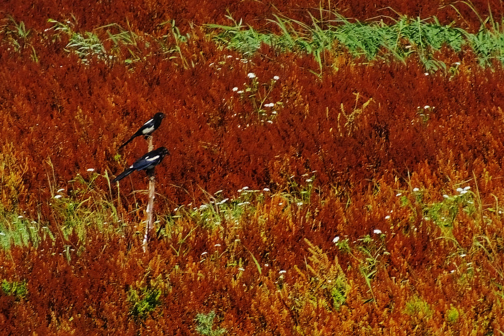 DSCF6846.JPG