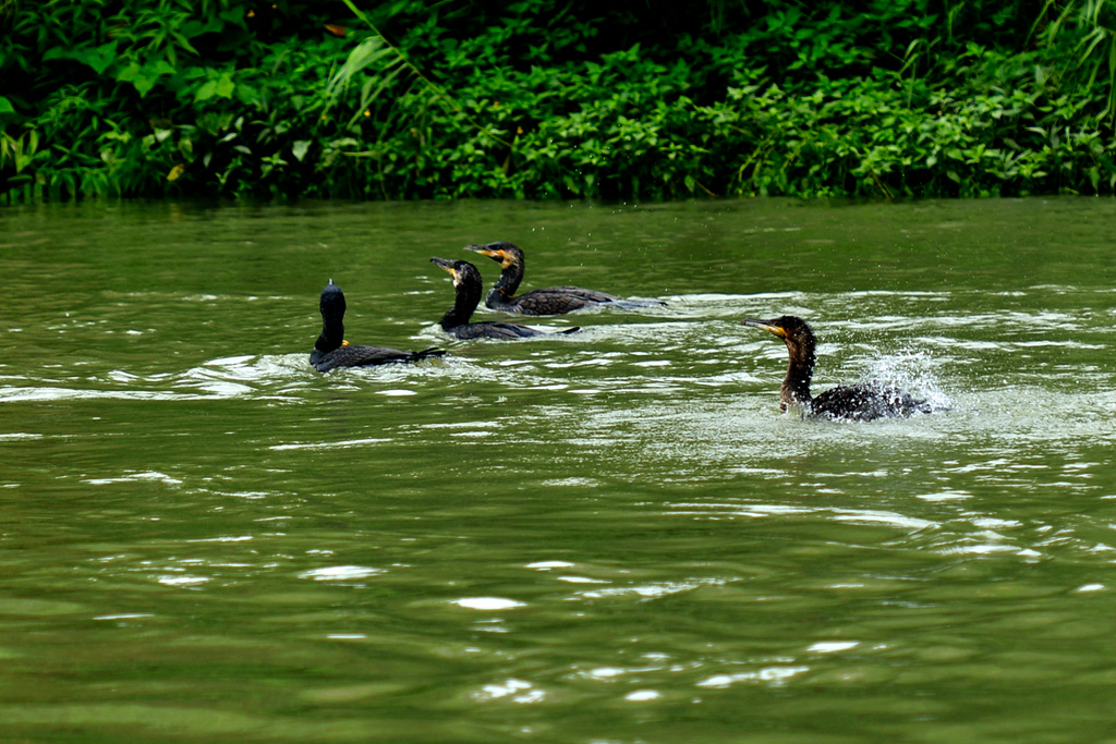 DSC_6122.JPG
