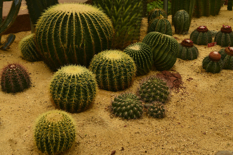 世园小景