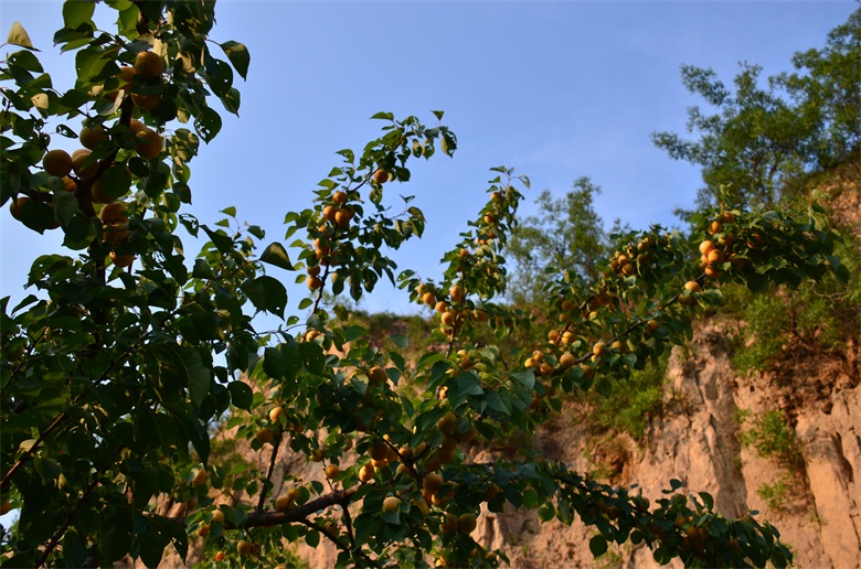 DSC_2023.JPG