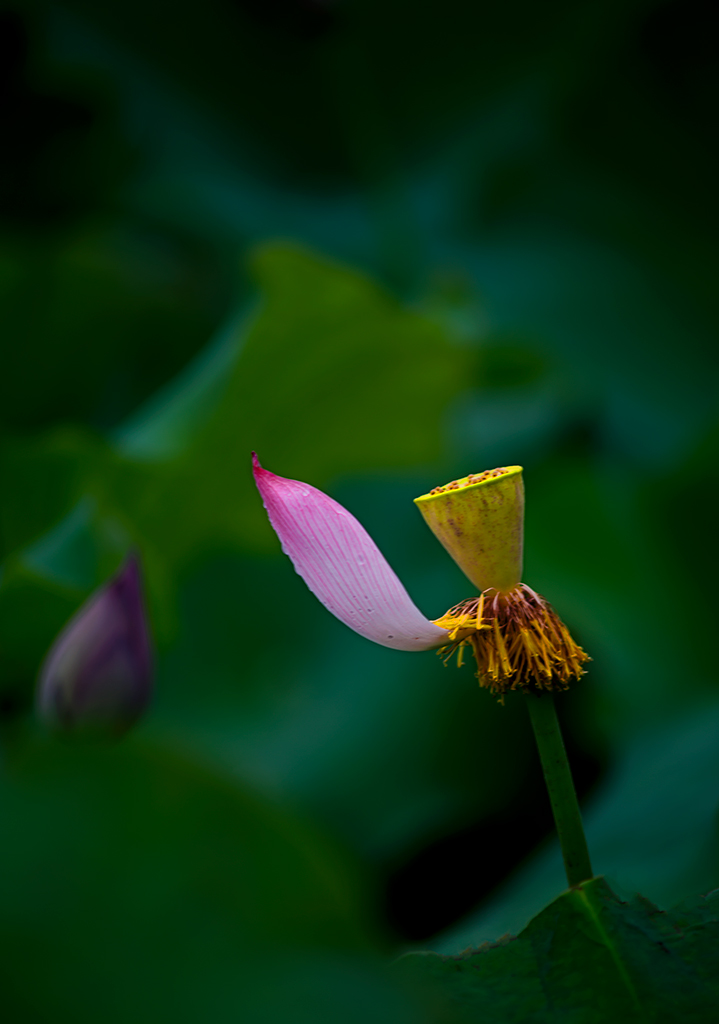 DSC_9638---.jpg