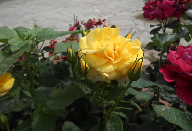 DSCN1633.JPG