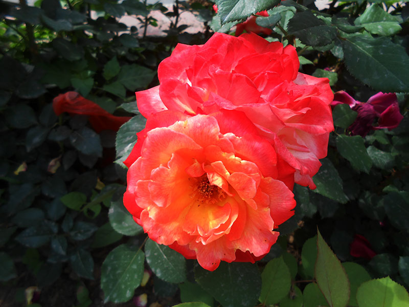 DSCN1641.JPG
