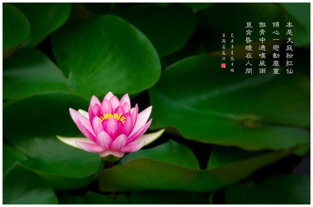 睡莲2副本.jpg