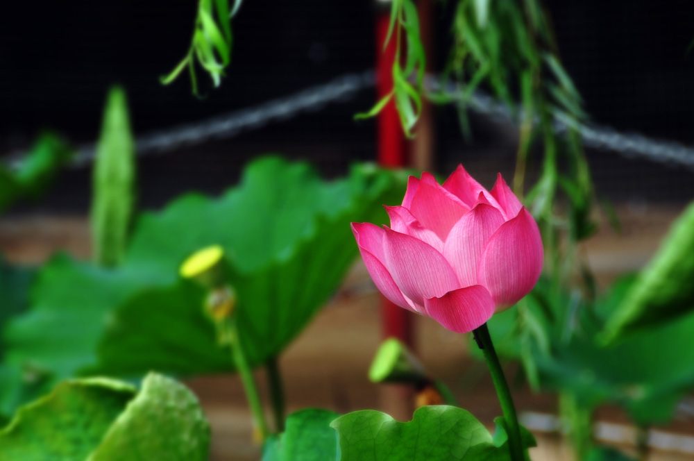 DSC_3506副本.jpg