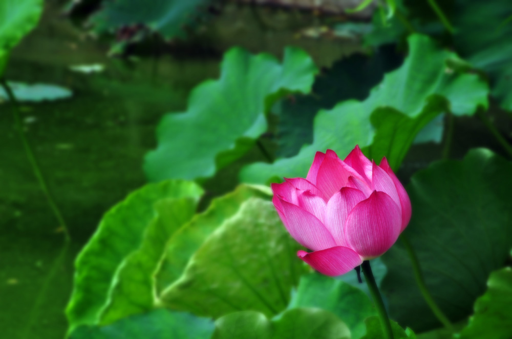 DSC_3499副本.jpg